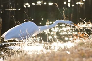 A great egret walks along a shoreline with sunlight reflecting off the water all around