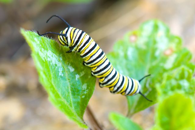 A monarch caterpillar dangles off a green leaf