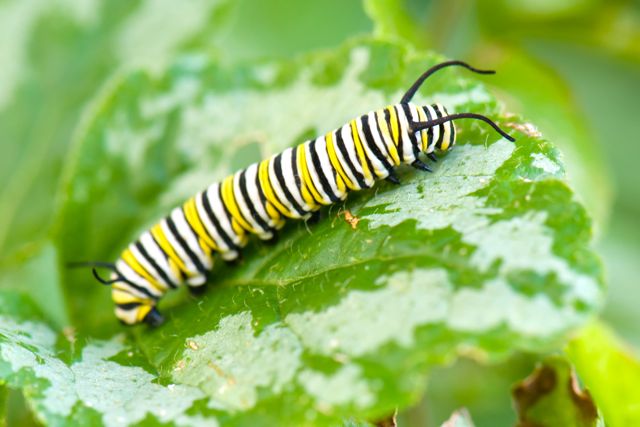 A side view of a monarch caterpillar crawling on a green leaf