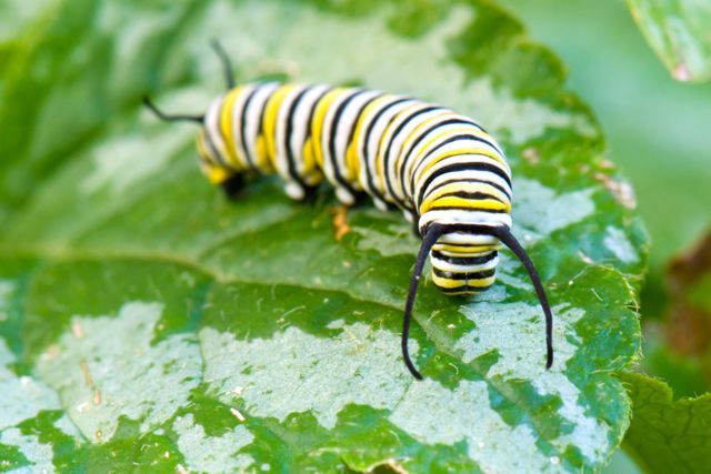 A monarch caterpillar crawls on a green leaf
