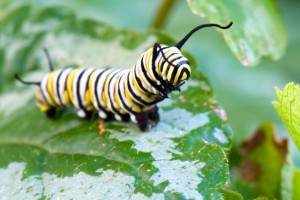 A monarch caterpillar with its head elevated crawls on a green leaf