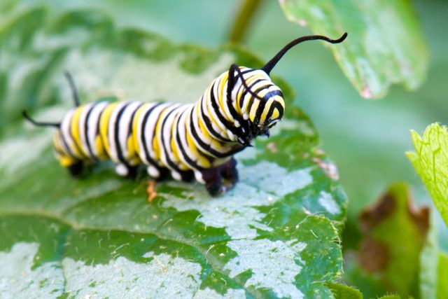 A monarch caterpillar with its head raised crawls on a green leaf