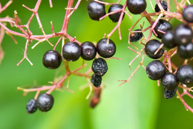 A closeup of elderberries on a bush.