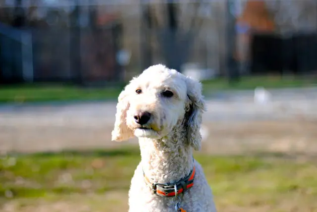A white dog with a scarf around her neck sitting at a park.