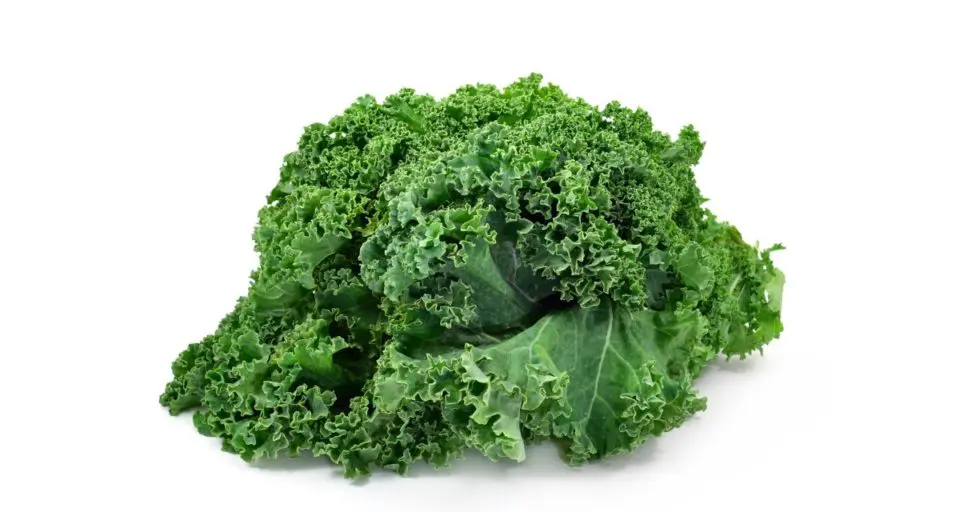 A bunch of kale sits on a white counter.
