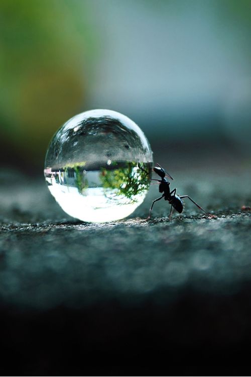 I'm using this Sisyphus Ant photo for Diggin' It 8