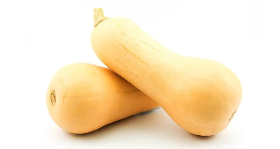 Two butternut squash are sitting on a white table, one is leaning over the other which is laying on its side.