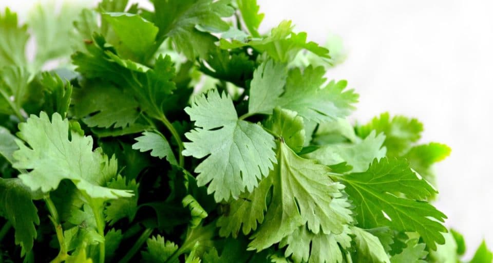 A close-up shot of a bunch of fresh cilantro against a white background.