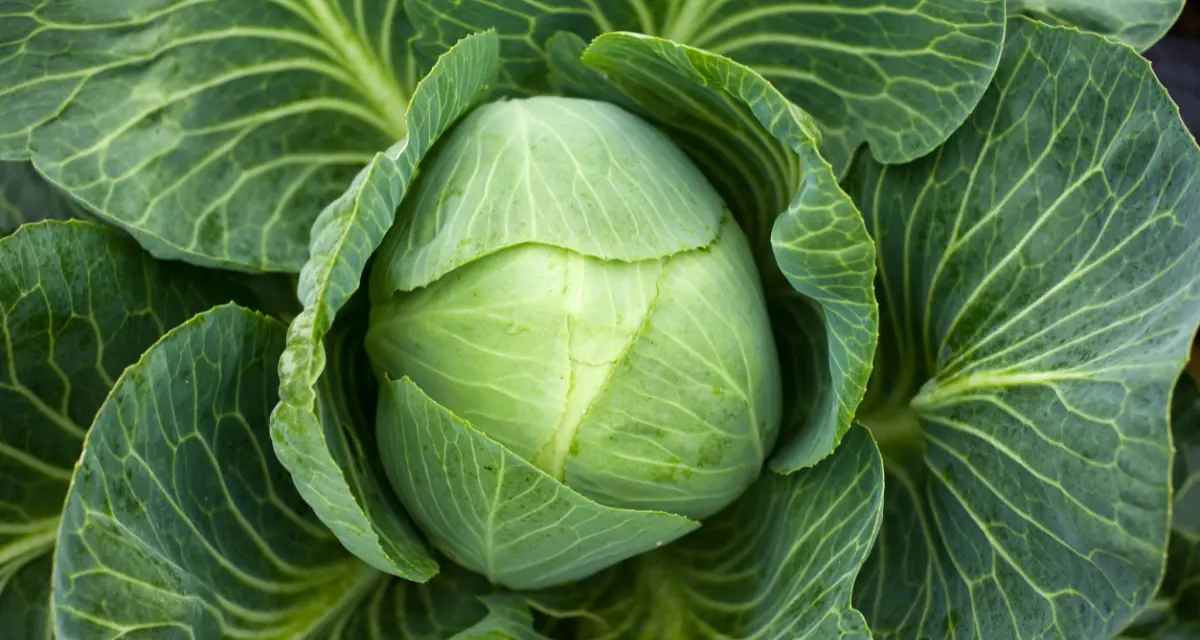 Looking down on a head of green cabbage in the garden, with large dark green leaves around it.