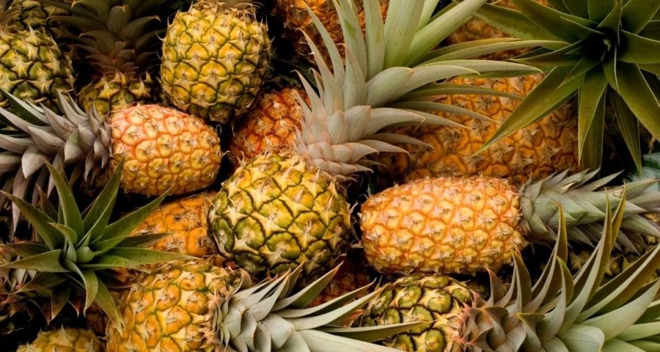 A group of fresh pineapples are laid out on a table.