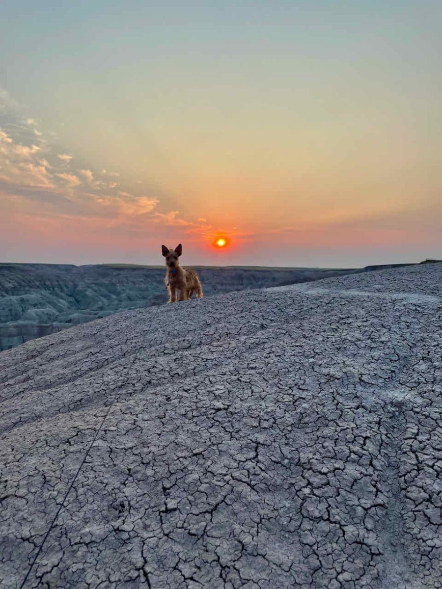 A dog stands on a hill in front of a pink setting sun in the distance.