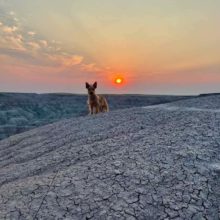 A dog stands on a hill in front of a pink setting sun in the distance.