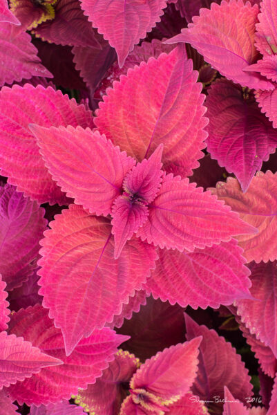 A photo of a bright red coleus.