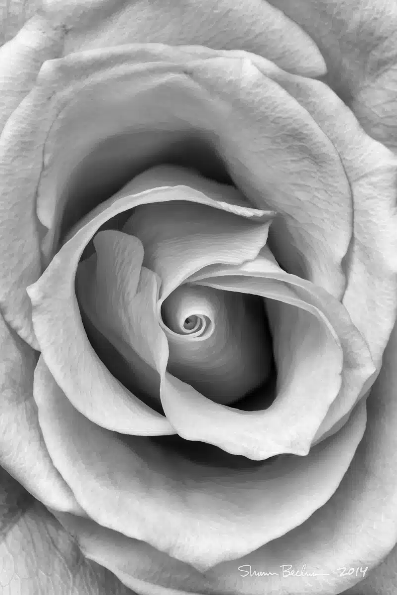 A closeup black and white photo of a rose.