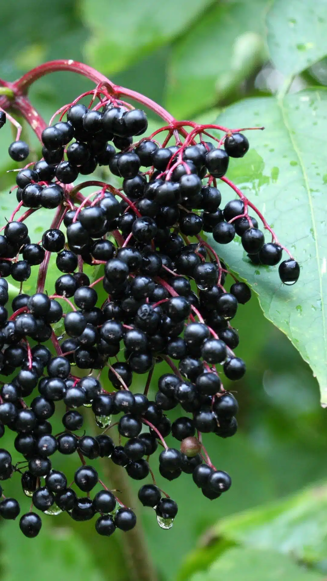 A bunch of elderberries are growing on a bush with fresh green leaves behind them.