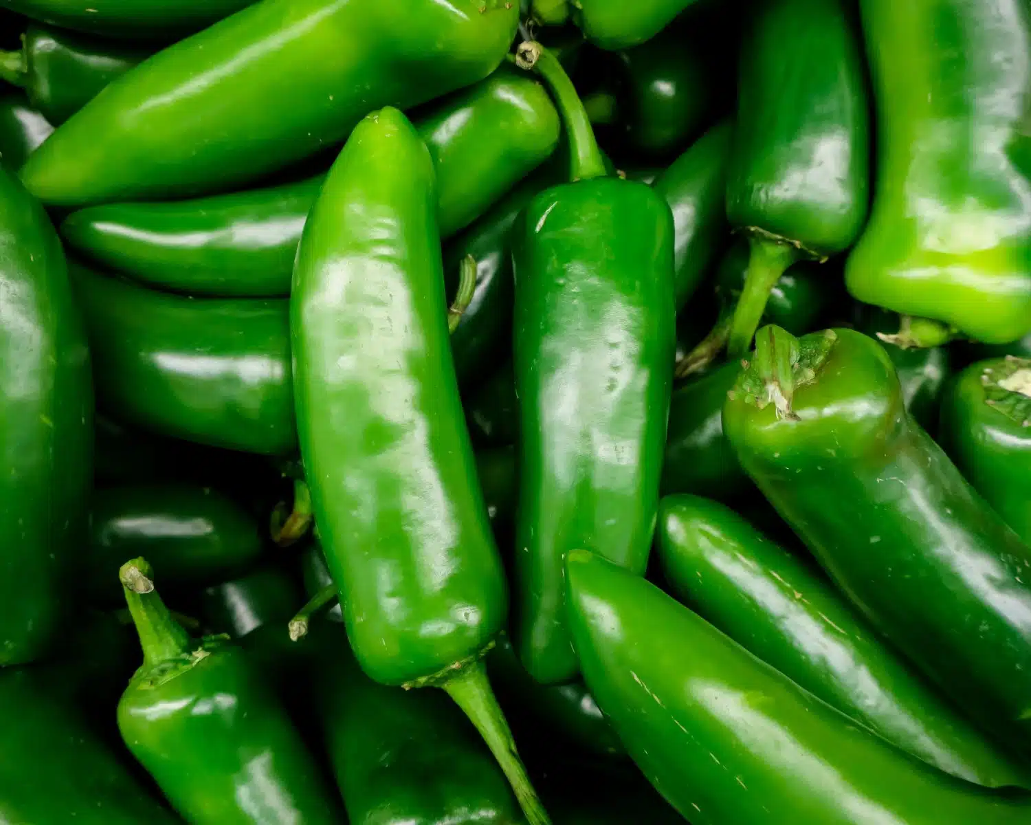 Looking down on a bunch of green jalapeños.