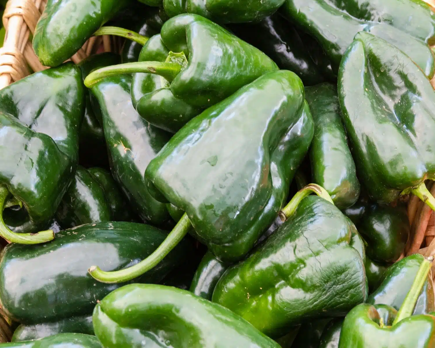 Looking down on a bunch of green poblano peppers.