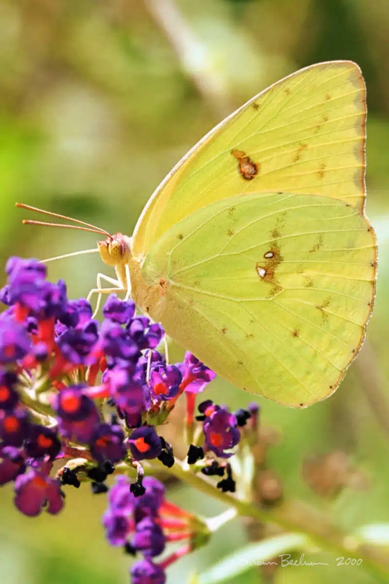A yellow butterfly sits on a purple flower.