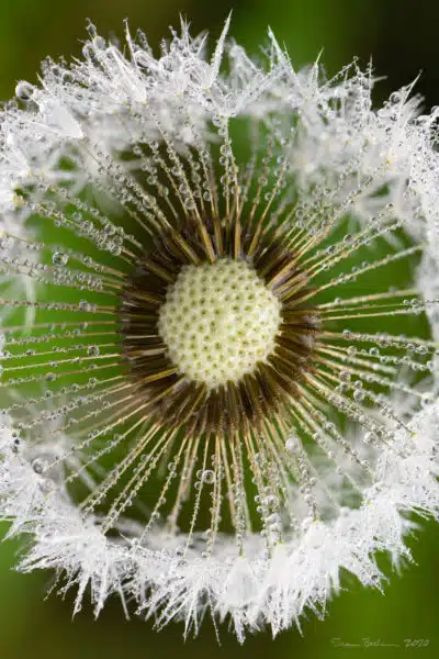 Looking into the center of a fluffy dandelion covered in dew droplets.