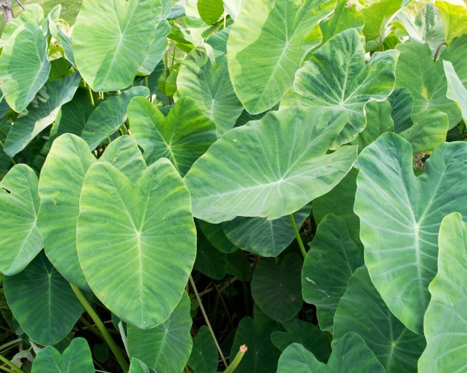 A field of green elephant ear plants, some of which are highlighted in sunshine.