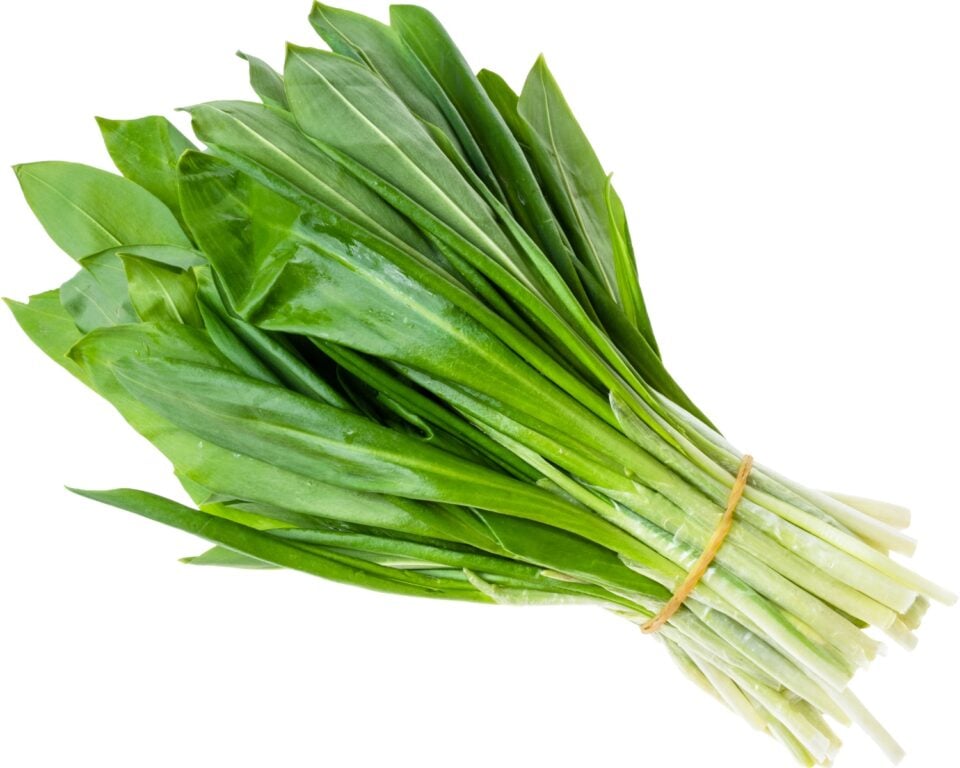 A bunch of wild garlic are tied together with a string.