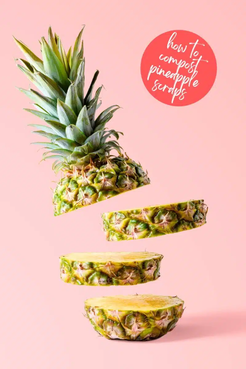 A pineapple is cut into four slices that are dangling mid-air against a pink background. A circle text box reads, how to compost pineapple scraps.