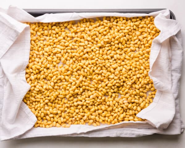 Soybeans are laid out in a pan lined with a kitchen towel to dry them.