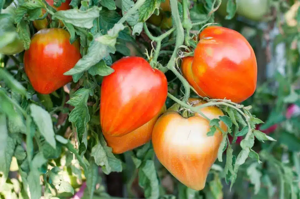 Several heart-shaped tomatoes grow on a vine.