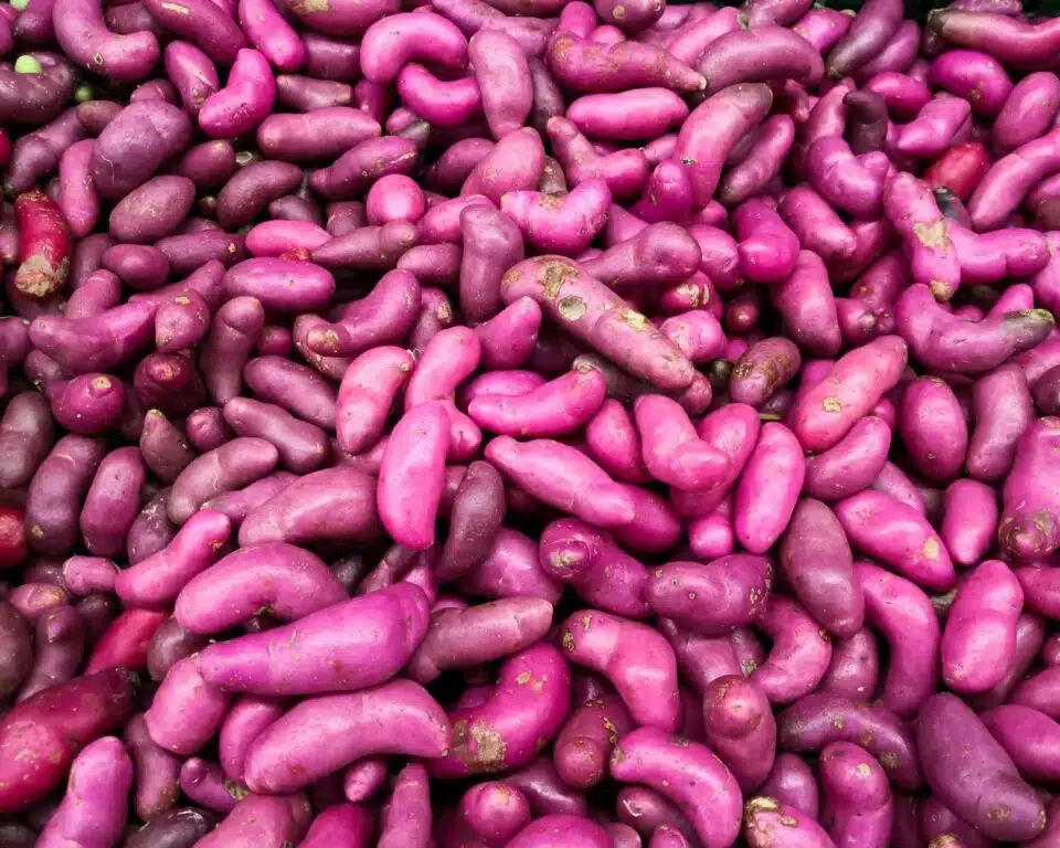 Looking down on several ulluco potatoes, showing their pink skin.