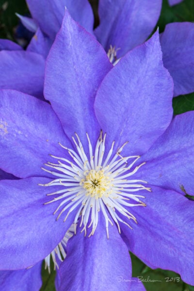 a close-up of a purple clematis flower